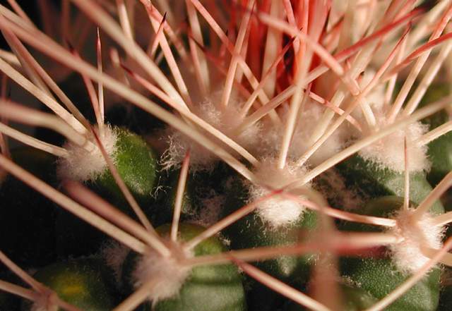 Mammillaria tolimensis (1).jpg